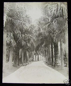 Glass Magic Lantern Slide PALM TREE AVENUE LISBON C1900 PORTUGAL - Picture 1 of 2