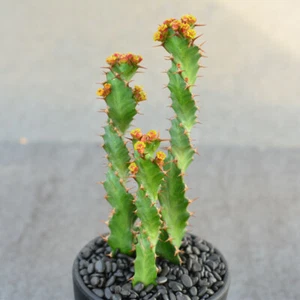 3 Stück 10 cm Sukkulenten Kakteen Pflanze Euphorbia Tortirama Cactaceae Hausgarten selten - Bild 1 von 12
