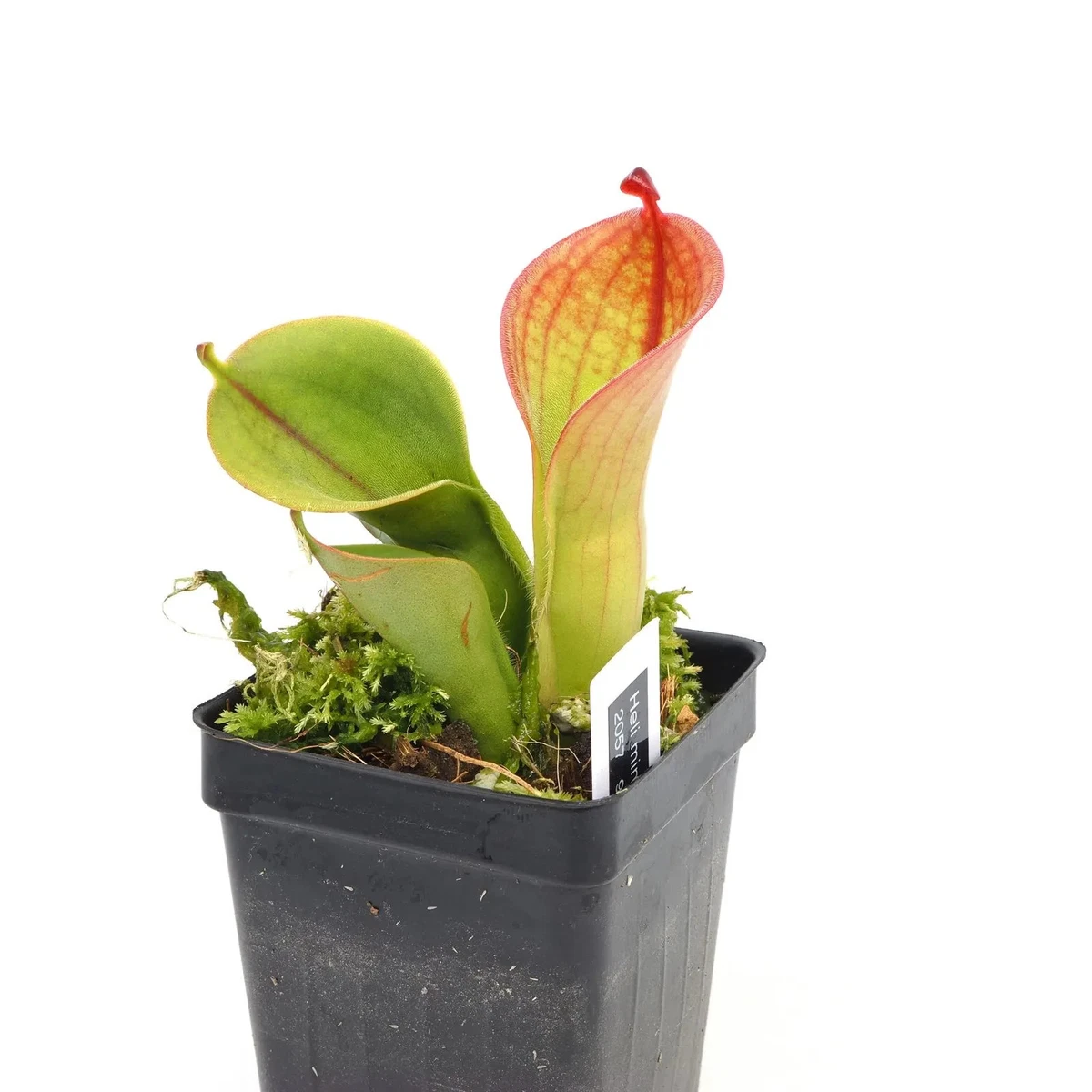 太阳瓶子草食虫植物| eBay