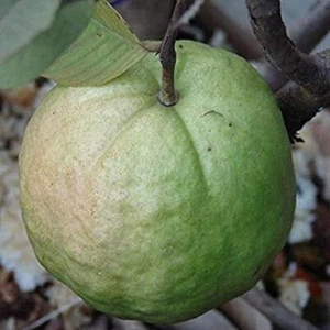 Guayaba híbrida BeauFlora (1 kg de guayaba, planta de capas) 1 planta de raíz desnuda - Imagen 1 de 1