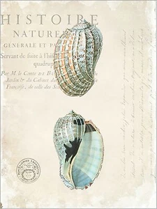 Vintage Seashells by Stacey Powell 40x30 Coastal Ocean Cottage Art Print Poster - Picture 1 of 4