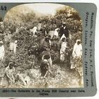 Picking Tea Sri Lanka Stereoview C1901 South Asia Farm Worker Women Ceylon A2730