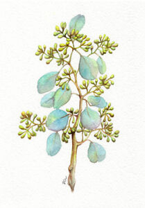 Original Foliage Botanical Gouache Painting " Seeded Eucalyptus 01" by Patricia