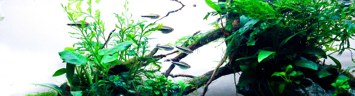 aquascape fish store