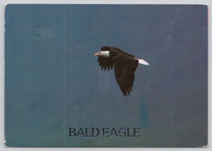 Postal American Bald Eagle Conservation Haliaeetus leucocephalus - Imagen 1 de 2