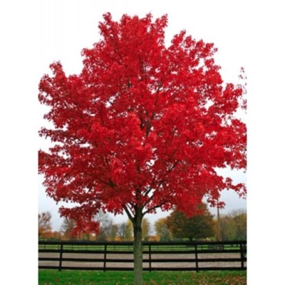 Acer rubrum 'October Glory' / Canadian Red Maple, Peat Free, 5Ltr 90-120cm - Image 1 of 4