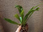 Rare Dracula agnosia orchid plant FS / Monkey face orchid  not in bloom