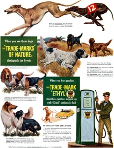 Greyhound WHIPPET Setter COLLIE Beagle BASSET HOUND Ethyl Gasoline 1949 Print Ad - Picture 1 of 1