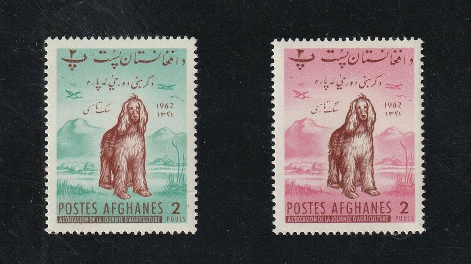 Dog,  - Image 1 of 1