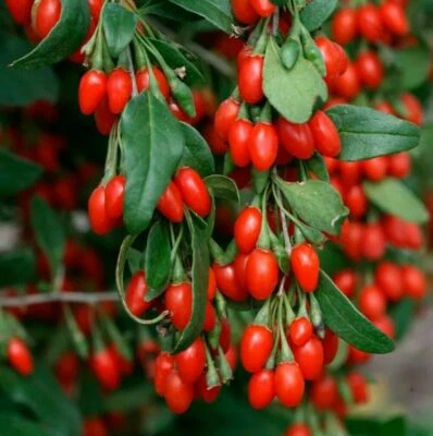 Live Fruiting Goji Berry Plant 3+yo  Mature Well Rooted Wolfberry Bushes - Image 1 of 2