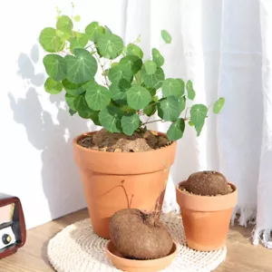 4-5cm Cactus Plant Stephaniacepharantha Hayata Root Tuber Plant 3pcs - Picture 1 of 23
