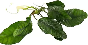 Anubias Barteri (Coffeefolia) - Dark Green Coloration- Strong Root Structure - F - Picture 1 of 12