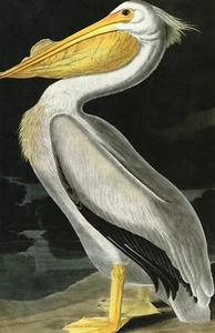 John James Audubon Birds Print White Pelican Book Plate 311 - Bild 1 von 2