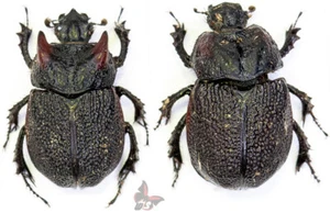 Frikius variolosus-Pair , RARE from Chile,ACTUAL SPECIMEN, MOUNTED - Picture 1 of 1