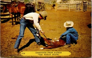 Tarjeta postal vintage de becerro de marca, saludos desde Kansas The Wheat State X10 - Imagen 1 de 2