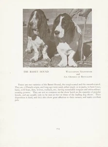 BASSET HOUND DOGS OLD VINTAGE 1934 NAMED DOG PRINT PAGE  - Foto 1 di 1