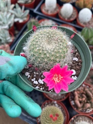 Cactiandexotica | Red Crown Cactus | Rebutia miniscula | 4" Pot  - Image 1 of 2