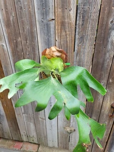 Platycerium pumulia normale pup grown - Picture 1 of 4