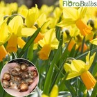 5 Daffodil bulbs 'Jet Fire' Miniature Dwarf Narcissius spring flowering plants