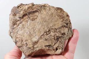 Wyoming Fossil Stromatolite lapidary 1 lb 9 oz rough lot D4 - Picture 1 of 16