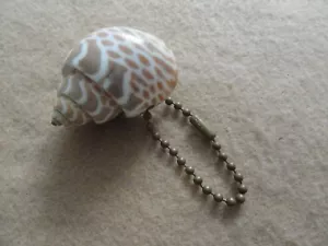A Seashell Keychain - Picture 1 of 2