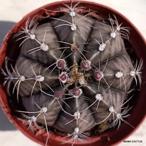 A7432 GYMNOCALYCIUM MIHANOVICHII Topf 8 cm H 4 cm B 7 cm MaMa Kaktus - Bild 1 von 4