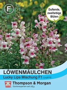 Löwenmäulchen 'Lucky Lips' F1 - Antirrhinum majus, Landhausgarten, Samen, 54744 - Bild 1 von 2