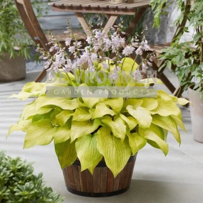 hosta KI-RENJYAKU medium new doubled flowers 2.5" pot = 1 Live Potted Plant - Image 1 of 4