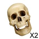 2xGothic Replica Carving Model Skull Figurine Human Head  Model Decor