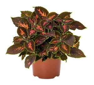 Buntnessel Gardner Street Coleus Steckling mit Erdballen für Zimmer Balkon D. - Bild 1 von 3