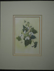 Floral Watercolour Painting by S. J. W - Mounted 33cm x 27cm