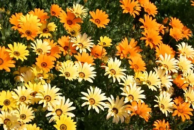 African Daisy Seeds, Glandular Cape Marigold, Bees and Butterflies, FREE SHIP - Image 1 of 2