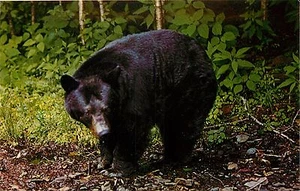 BEAR STERLING ALASKA FUR AND GAME FARMS POSTCARD - Picture 1 of 2