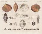 Muschel shell Muscheln shellfish Conchylien Kupferstich Bertuch 1800