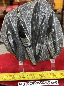 ❤️ Schöne Orthoceras Platte 6” x 5” polierte devonische Fossilien 2 Pfund - Bild 1 von 4