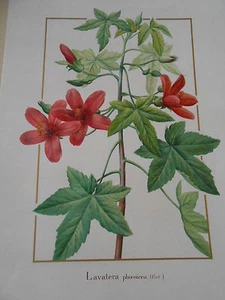 Planche Redouté Lavatera botanique - Picture 1 of 1