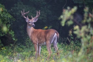 Impresión de giclee fotográfica de vida silvestre Buck en terciopelo con cola blanca de Jim Cumming - Imagen 1 de 3