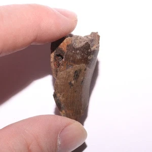 Tyrannosaurus Rex Tooth - Dinosaur Fossil from Hell Creek Formation Cretaceous - Picture 1 of 11