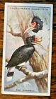 NATURES ARCHITECTS 1930, #13, THE HORNBILL, CHURCHMANS CIGARETTE CARD