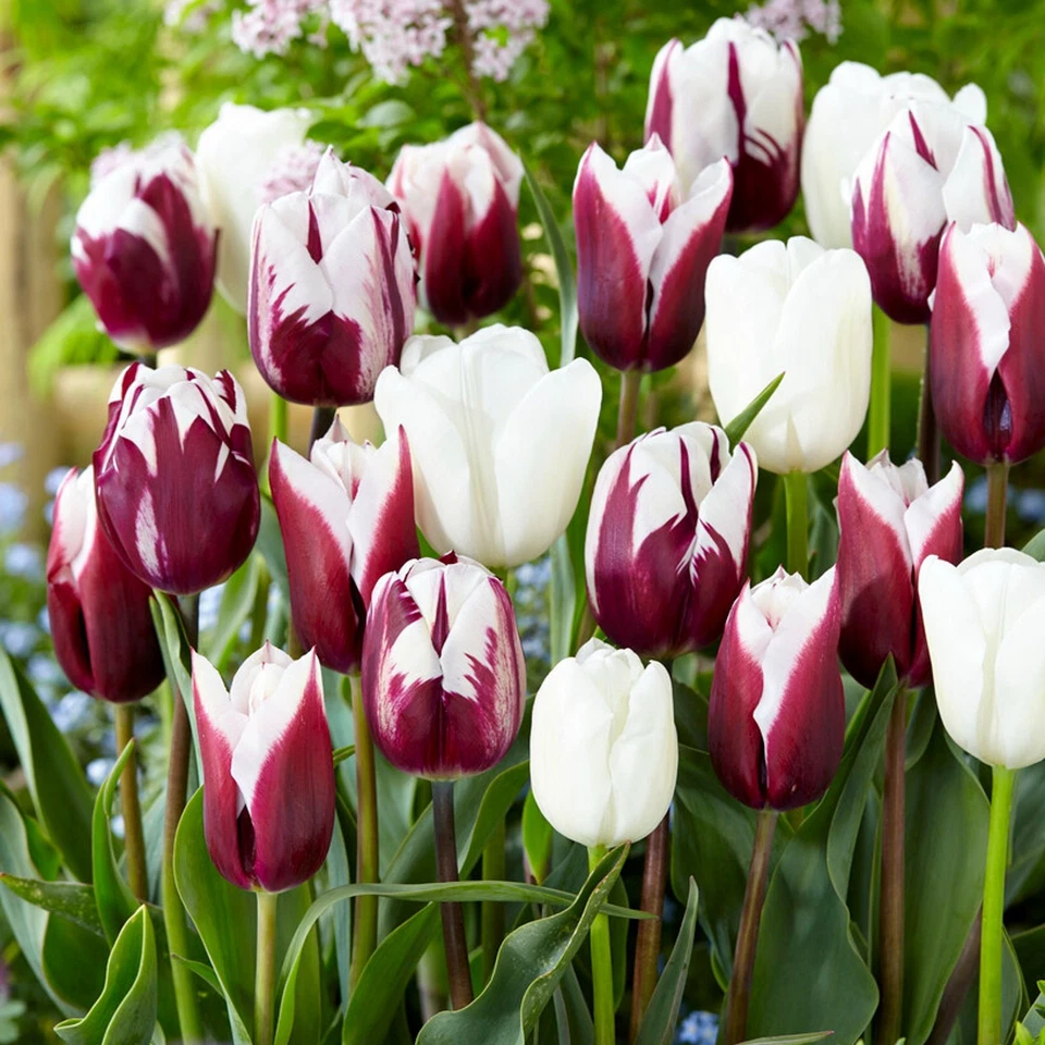 Easy to Grow Tulip Triumph Mix 30 Plant Bulbs, Spring Blooms Zones 3-8 - Image 1 of 1