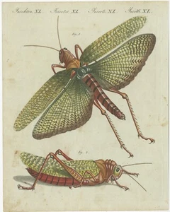 Original Antique Print of a Large Grasshopper - Picture 1 of 1