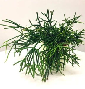 Korallenkaktus "Rhipsalis baccifera Coral Breeze" Kaktus Ampelpflanze - Bild 1 von 12