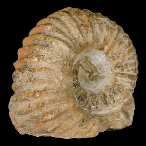 Fósil de amonita Acanthoceras 3,5" Agadir Marruecos 360 millones de años certificado de autenticidad - Imagen 1 de 8
