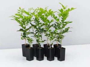 Murraya paniculata Mock Orange Hedging Box - Picture 1 of 9