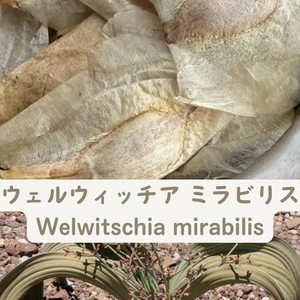 Welwitschia Mirabilis  - Fresh & Rare! seeds20/50/100pcs - Picture 1 of 1