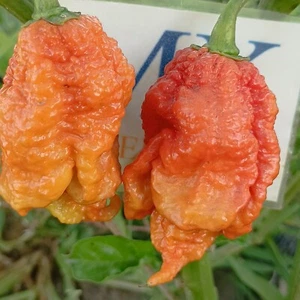 Carolina Reaper Caramelo , 10 semillas , Capsicum chinense (264) - Picture 1 of 1
