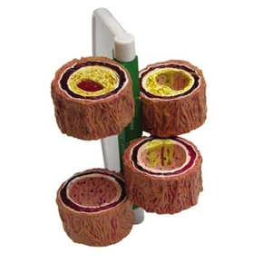 Artery 4-piece Anatomical Model GPI LFA #2650 SEE VIDEO Make Us an Offer! - Picture 1 of 3