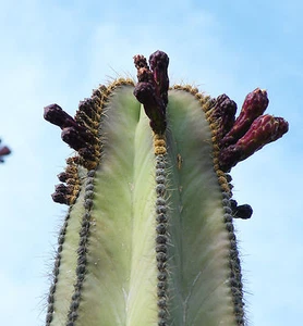 Stenocereus dumortieri rare Isolatocereus cereus Candelabra cactus seed 20 SEEDS - Picture 1 of 2