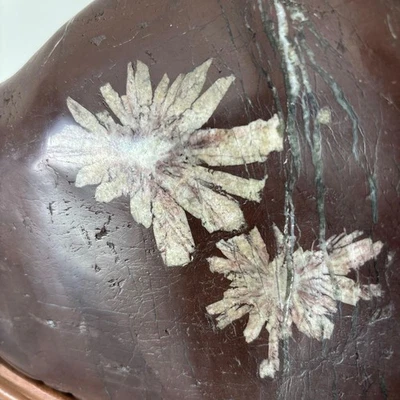 Piedra Crisantemo Japonesa SUISEKI 12,2 pulgadas de Alto Vista Natural Kikkaseki Foto 1 de 4