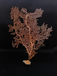 Real, gorgonian sea fan Hamptons sea shell. Collectors #14465 - Picture 1 of 3